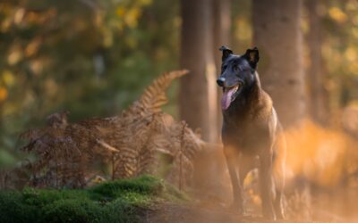 Le Berger australien en photographie