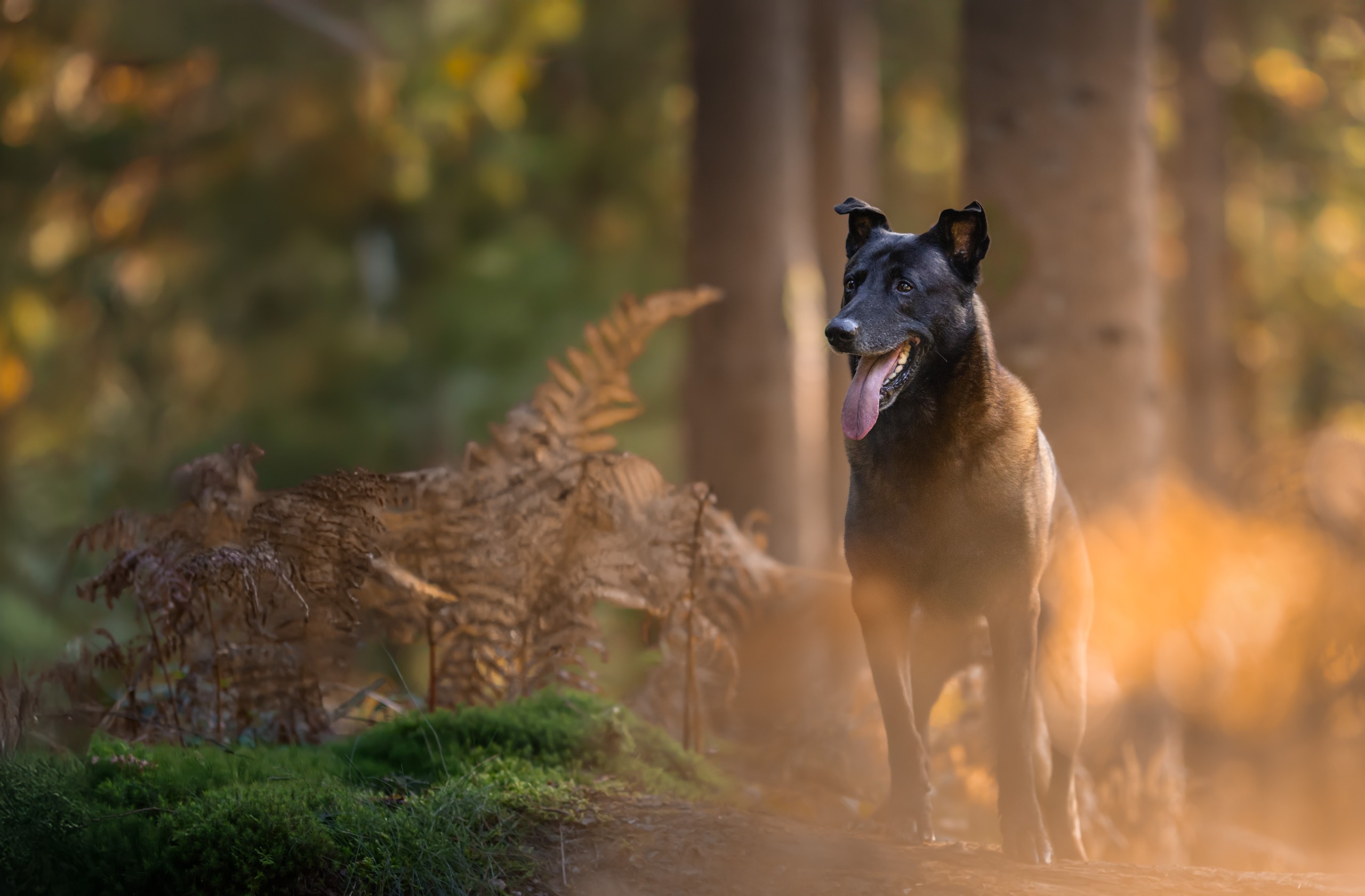 KOVOU ET LAUGAN MALINOIS 1 (1)