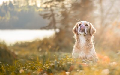 Le Berger australien en photographie