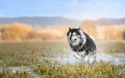 Le Berger australien en photographie